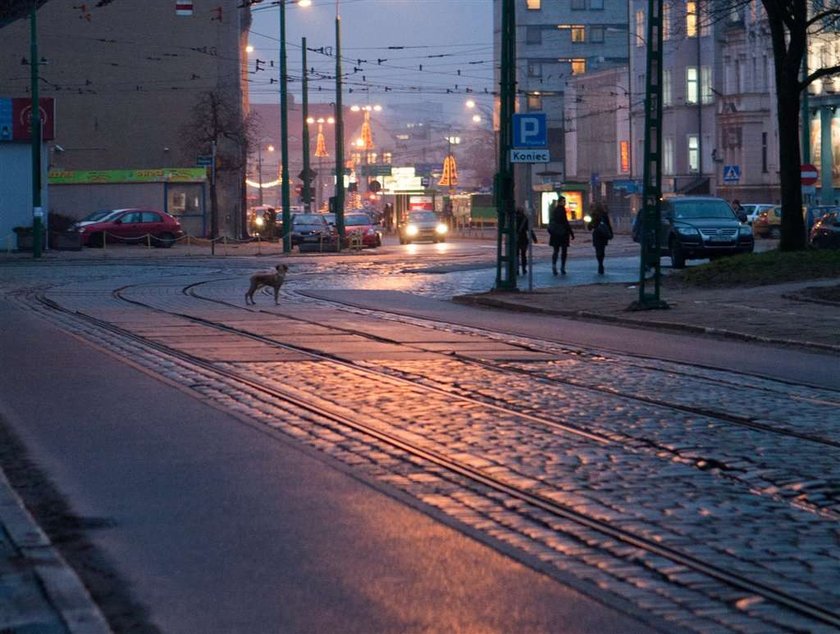 Opowieść o dobrej pani i porzuconym piesku 