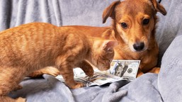 twój pupil będzie cię kosztował więcej. gminy wprowadzają nowe stawki opłat od zwierząt w 2026 roku. zobacz, ile zapłacisz