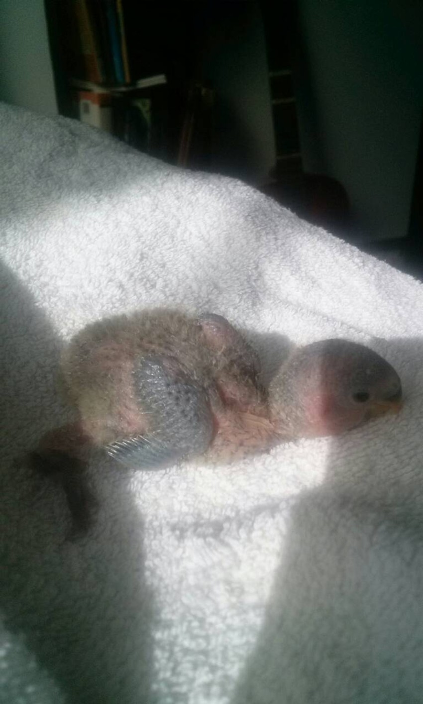 U Darkov dom pristigao kao ptiče bez perja