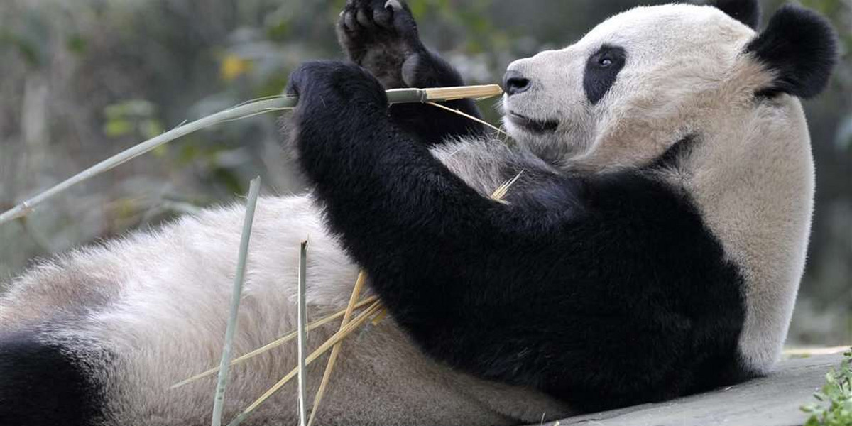 Panda Yang Guang, Tian Tian