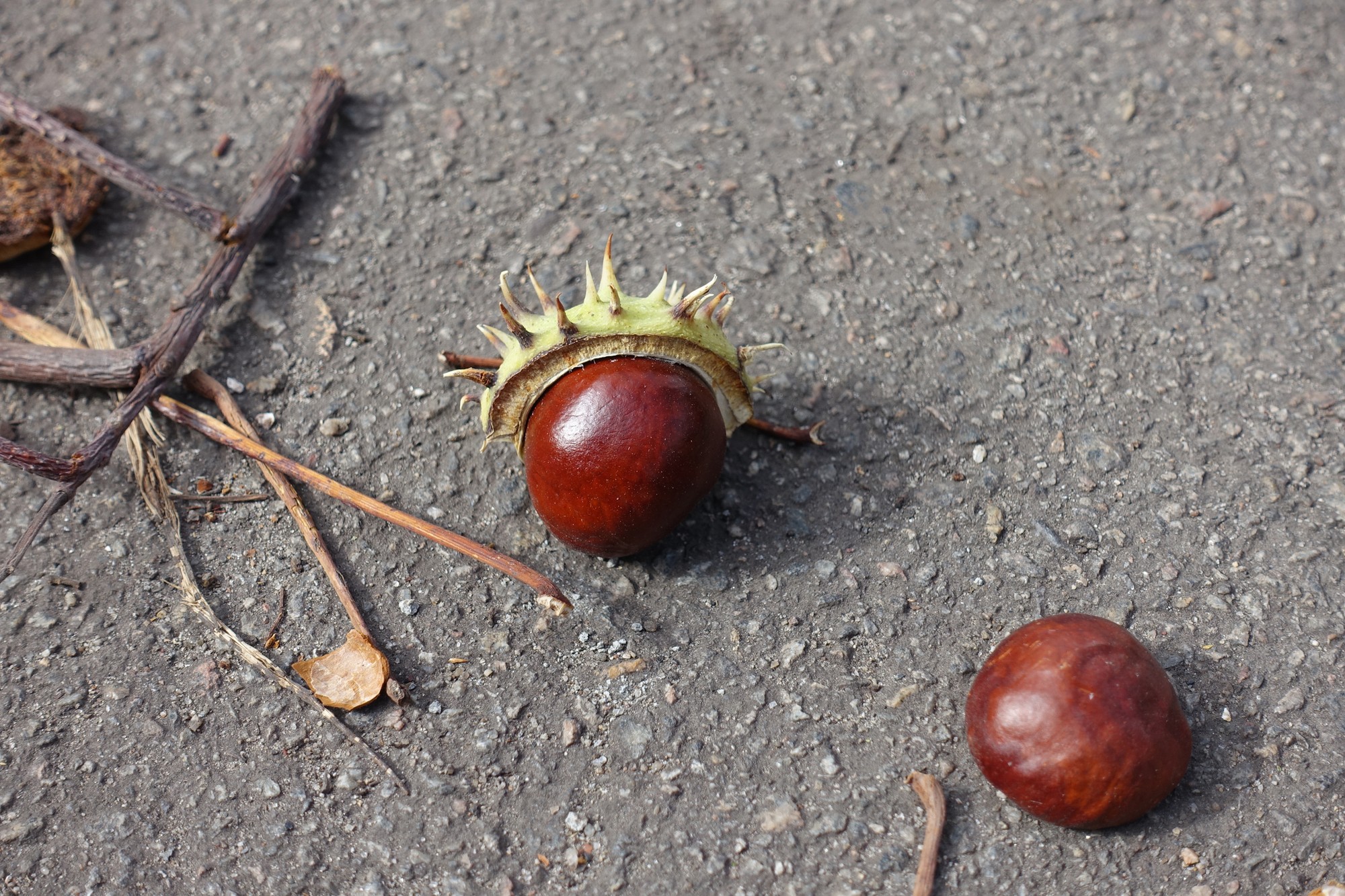 Le castagne sono velenose per i cani.