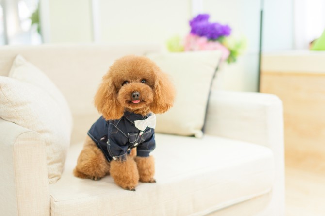Mini pudla