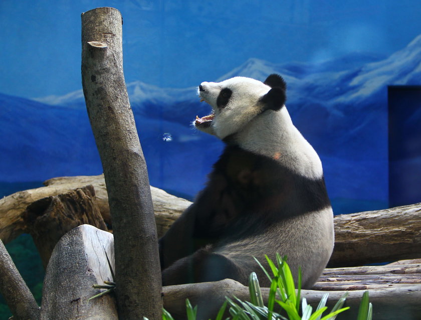 Ta panda udawała, że jest w ciąży, żeby mieć lepsze warunki