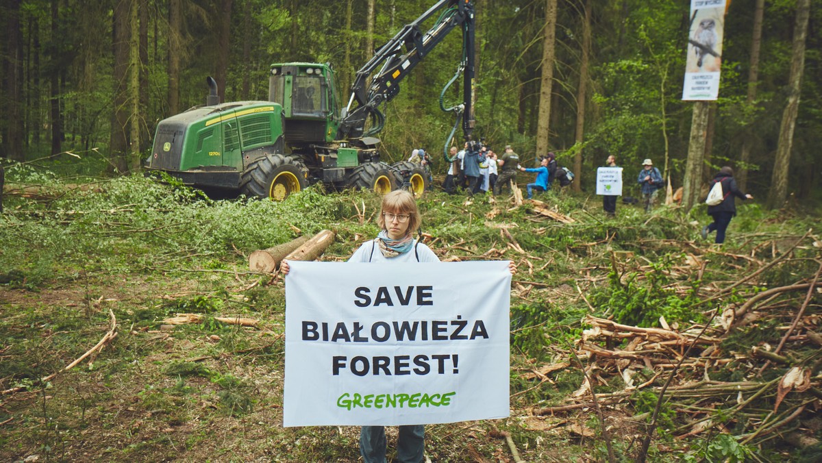 Aktywiści z Greenpeace Polska i Fundacji Dzika Polska organizują Obóz dla Puszczy Białowieskiej. Każdy, komu nieobojętny jest jej los będzie mógł się w nim zatrzymać na jak długo będzie chciał, żeby wesprzeć działania obrońców przyrody i spotkać się z naukowcami oraz ekologami, żeby porozmawiać o przyszłości rezerwatu.