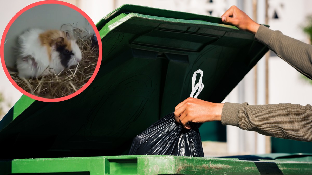 świnka morska, śmieci, odpady, bioodpady