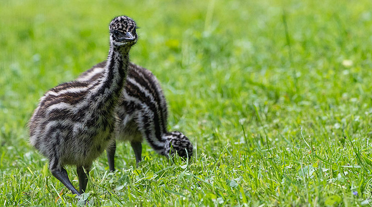 A fiókák kiköltése az emuknál apai feladat. A kikelt kicsik neme egyelőre nem ismert / Fotó: Debreceni Állatkert