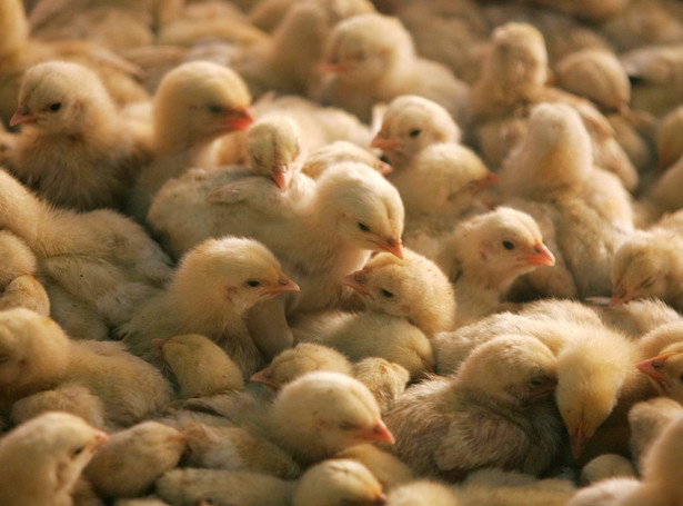 Tej jesieni epidemia ptasiej grypy jest groźniejsza niż w 2021 roku