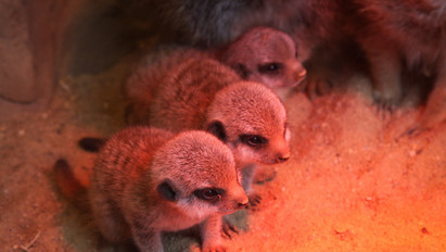 Nagyot nőttek a pécsi állatkert újszülött szurikátái – cuki képek