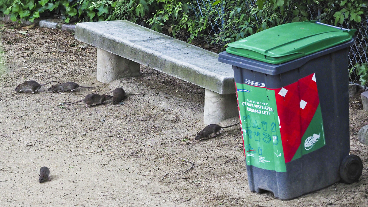 Plaga szczurów w Paryżu. Kontrowersyjny pomysł władz miasta