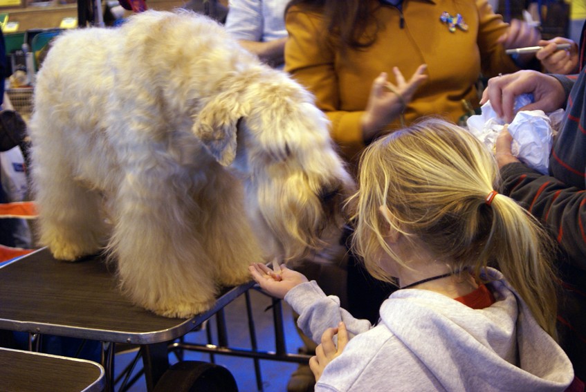 CRUFTS osobliwości 1