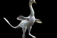 Halszkaraptor escuilliei dinozaur raptor