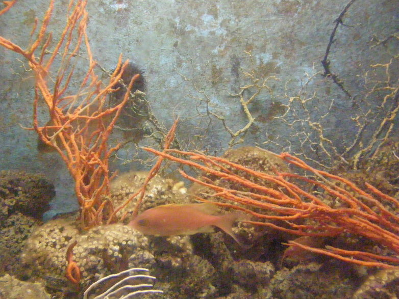 Muzeum Morskie w Dubrowniku - w akwariach żyją morskie stworzenia występujące w Adriatyku
