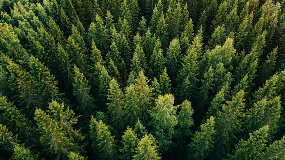 W ciągu kilkunastu, najdalej kilkudziesięciu lat w wyniku zmian klimatu z terenu Polski mogą zniknąć takie gatunki drzew jak sosna zwyczajna, świerk pospolity, modrzew europejski czy brzoza brodawkowata fot. nblx