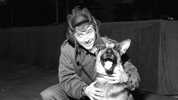 najbardziej znany pies czasów prl. jak szarik trafił na plan kultowego serialu?