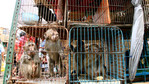 Nielegalny handel zagrożonymi gatunkami zwierząt