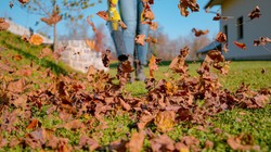 Liście z drzewa sąsiada na mojej działce. Kto ma je sprzątnąć? Co mówią przepisy 2025? Za co można dostać mandat?