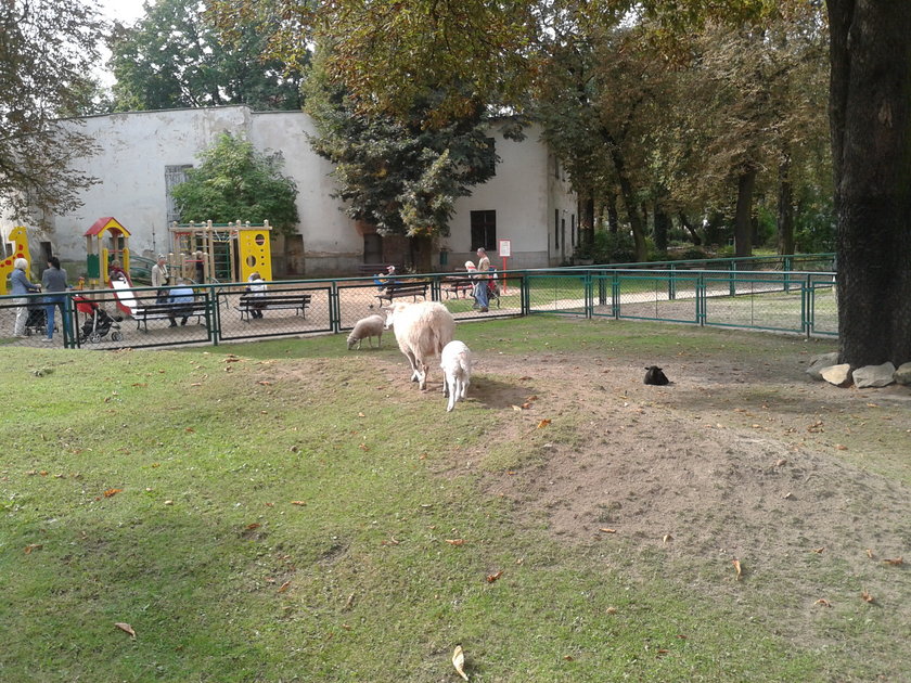 Bercik, czyli prawdziwa czarna owca w rodzinie!