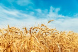 Dopłaty nie tylko do pszenicy. Oto nowe plany rządu