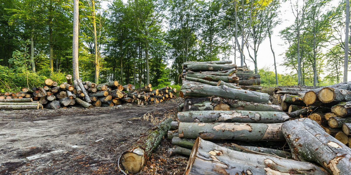 Do KE wpłynęła skarga na Polskę dotycząca kontroli legalności handlu drewnem. 