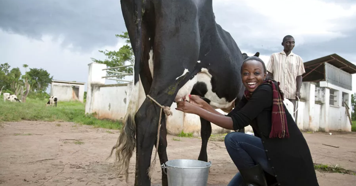 Delphos advises Pearl Dairy Farms on USD 35 million debt financing for