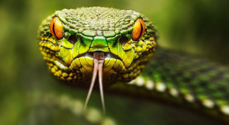 snake venom make heart drugs safer