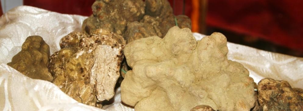 Białe trufle – za ten gatunek grzyba, do którego poszukiwań wykorzystuje się specjalnie wyszkolone psy lub świnie, trzeba zapłacić ok. 8 tysięcy dolarów za kilogram (ok. 26 tysięcy złotych). Specjał ten sprzedaje się najczęściej na aukcjach. W 2009 roku, na jednej z takich licytacji, ważącą 750 gramów truflę sprzedano za 100 tysięcy euro.