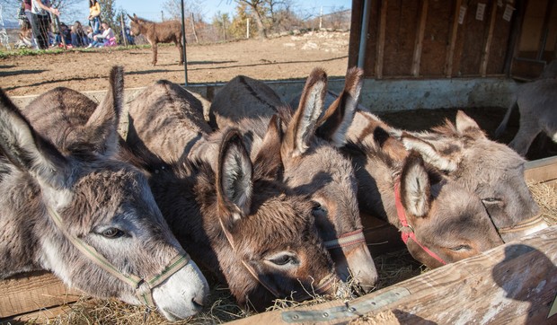 Za razliku od čoveka magarac na dobro uzvraća dobrim