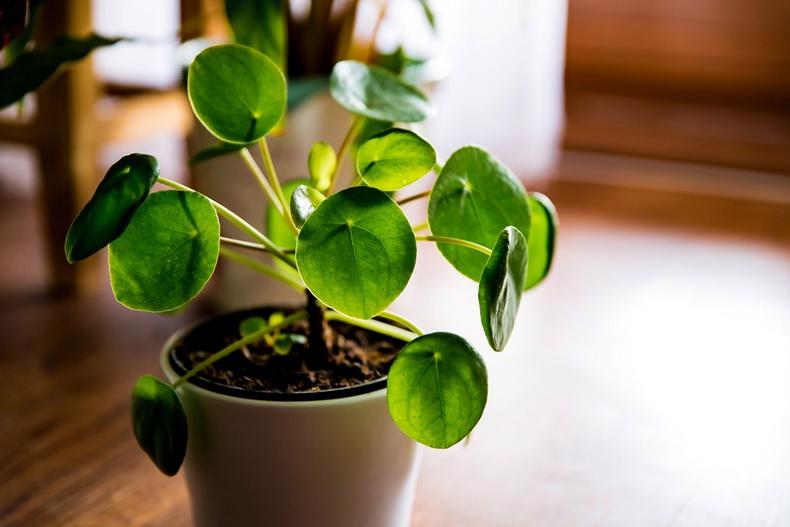 Money plant [GettyImages]