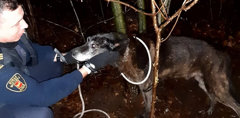 Ktoś przywiązał psiaka staruszka do drzewa i zostawił na pastwę losu! 