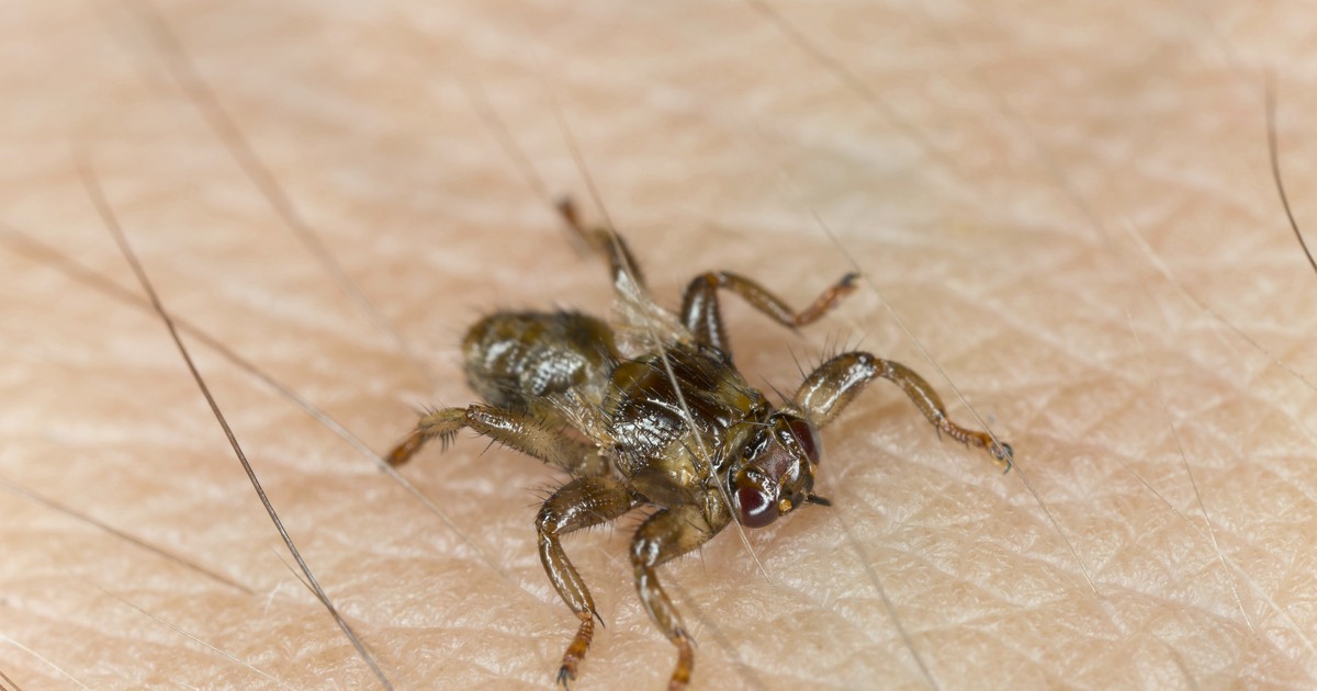 Latający kleszcz - wygląd, występowanie, przenoszone choroby. Jak się chronić przed latającymi kleszczami?
