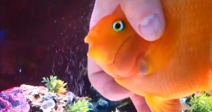 Ona voli da se mazi Mnogima koji su pogledali snimak na kojem muškarac prstima dodiruje zlatnu ribicu delovalo je kao da je muči, ali on je, zapravo, samo mazi.