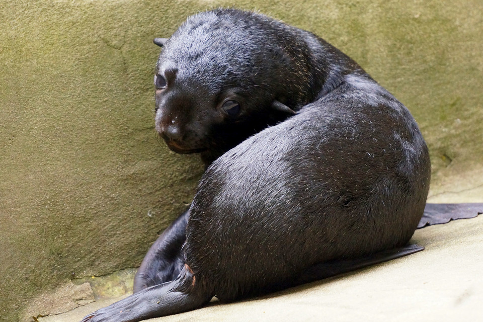 Oto najmłodszy mieszkaniec Afrykarium