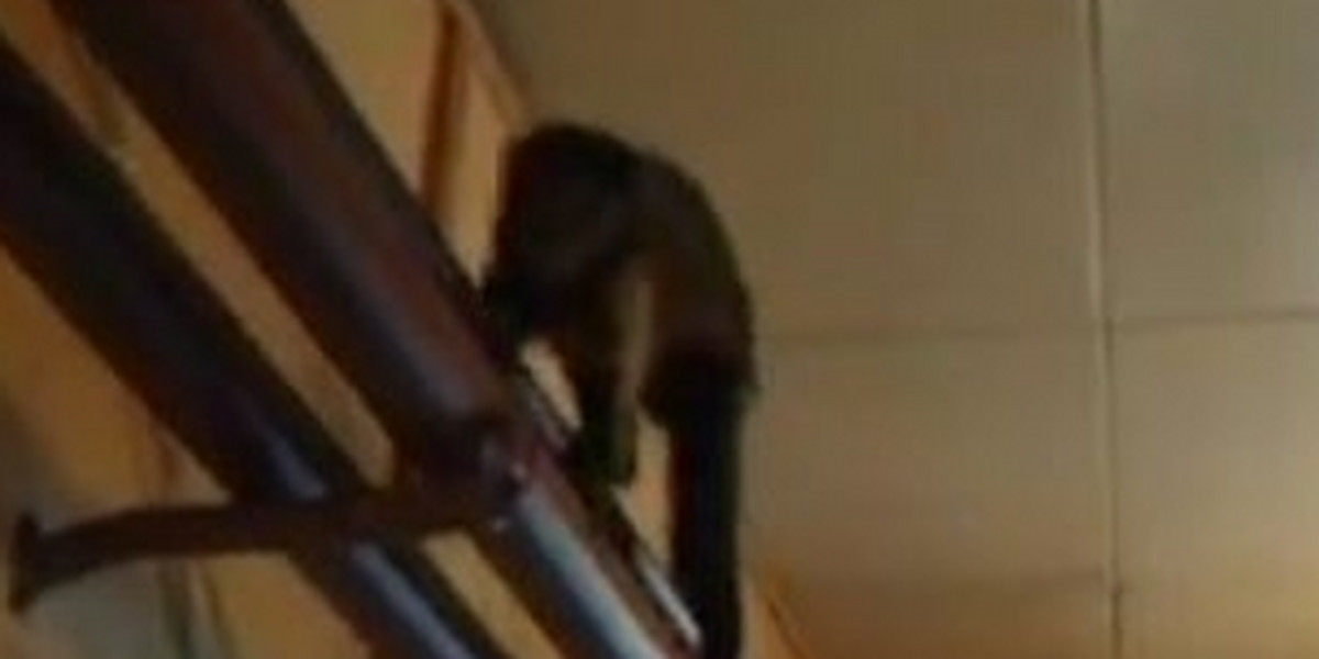 Głodna małpka przybłąkała się do ośrodka wczasowego 