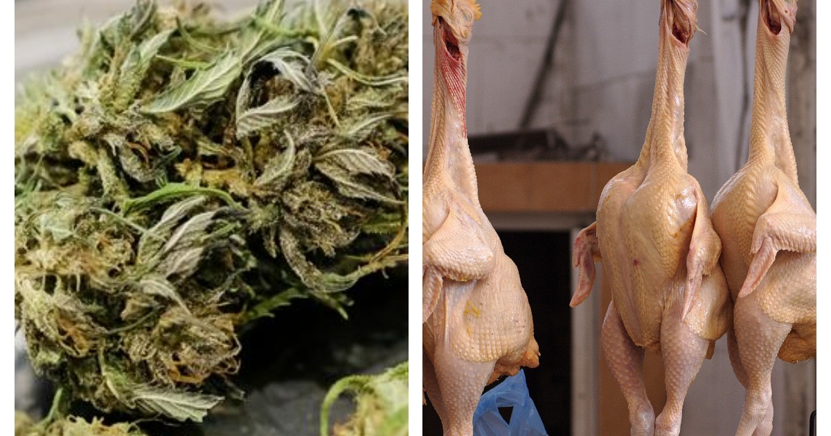 A farm in Thailand feeds their poultry cannabis and breeds healthier chickens - Vimarsana News