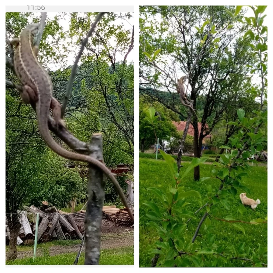džinovski gušter-kombo-