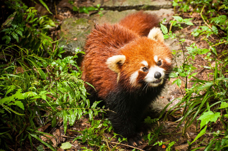 Panda mała w języku chińskim nazywana jest hǔo hú (火狐), czyli ognisty lis (stąd angielskie firefox), fot. www.paczkiwpodrozy.pl