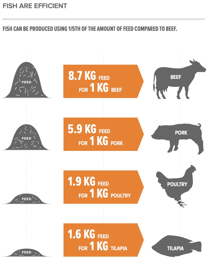 Ryby można wyprodukować przy użyciu 1/5 ilości paszy, jaka jest potrzebna do produkcji wołowiny