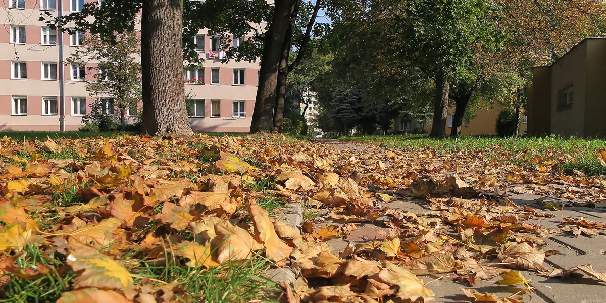 Liście na chodnikach