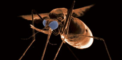Plaga komarów po powodzi: te potwory nas zjedzą!