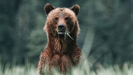 V katastri obce Suchá Hora zaznamenali útok medveďa na človeka. (ilustračné foto)