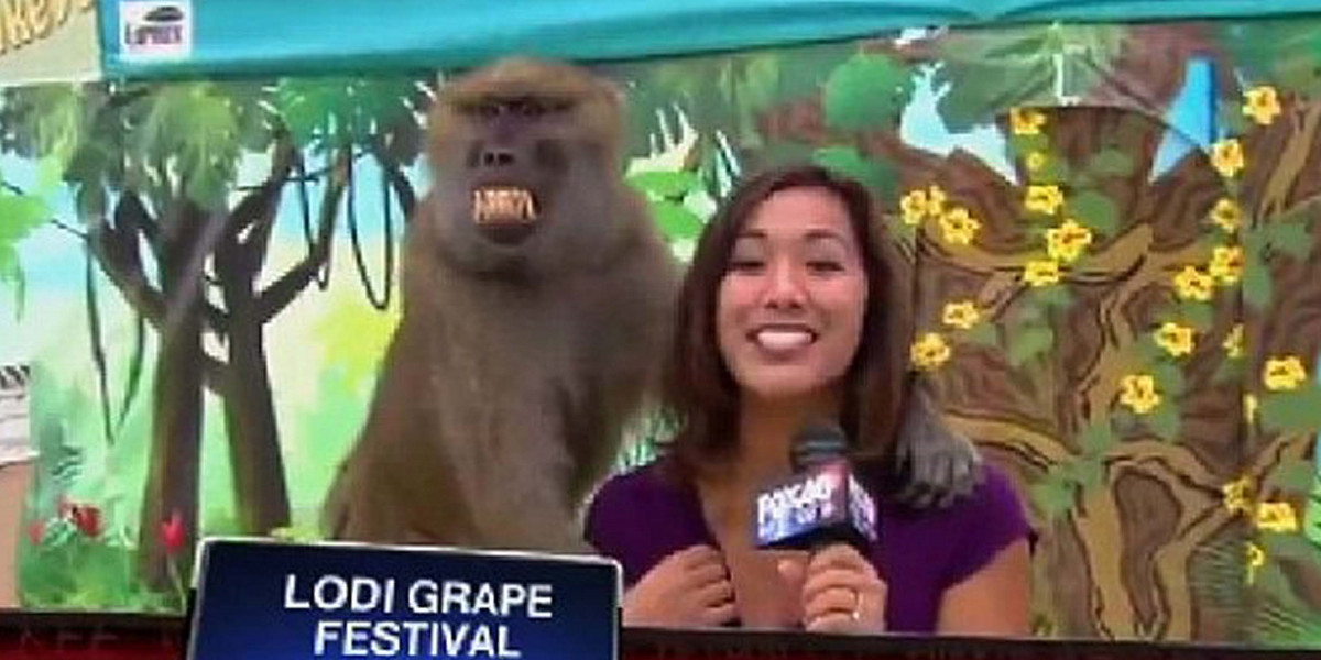 Małpa obmacuje reporterkę