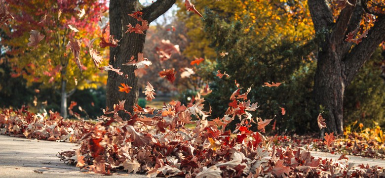 IMGW wydaje alerty. Trzy województwa pod ostrzałem wiatru