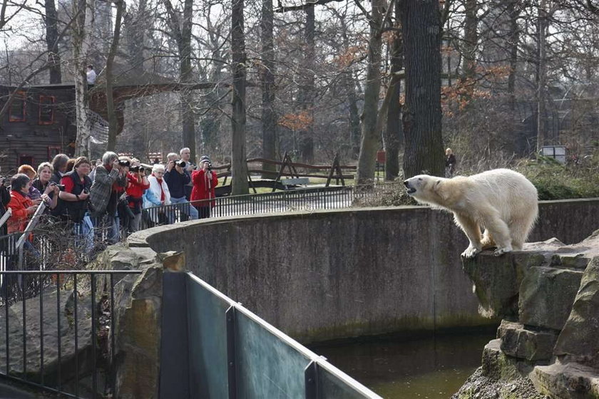 Słynny Knut zwariował!