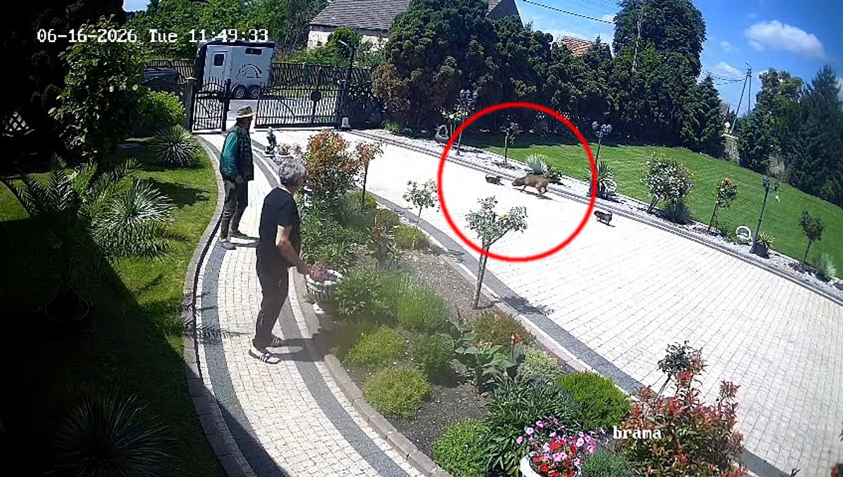 Agresywny pies wdarł się na posesję i porwał chihuahuę. Wstrząsające nagranie