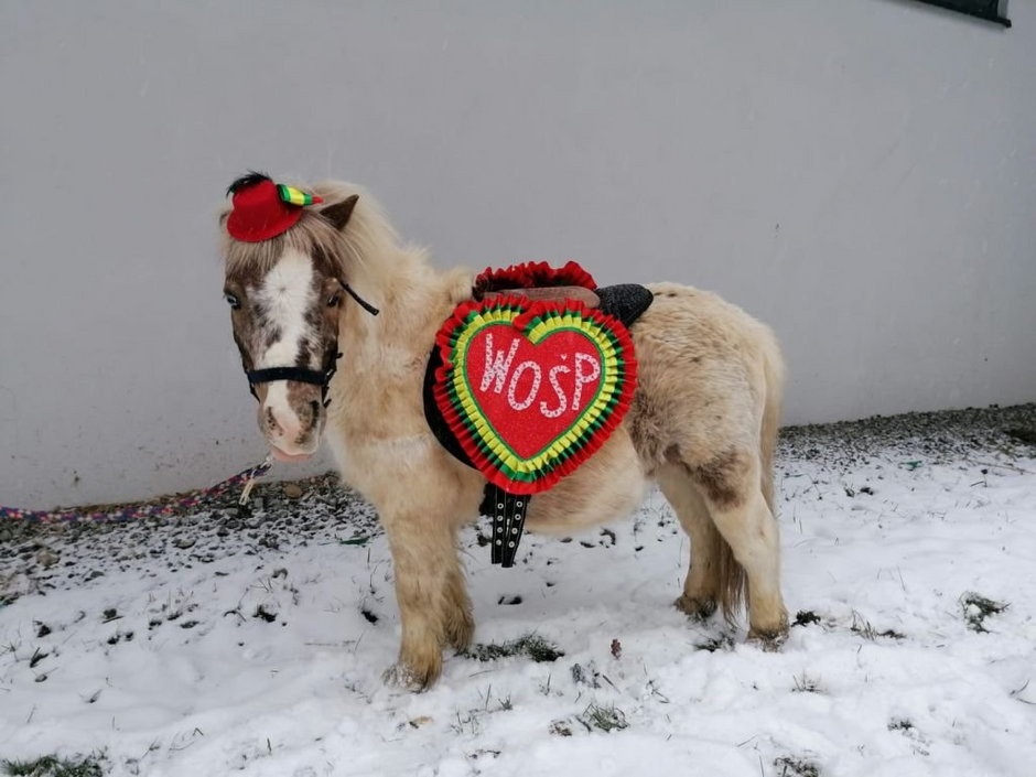 Szogun zaprasza na przejażdżkę