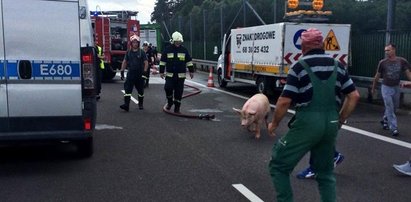 Zaskakujące sceny na S3. Prosiaki zablokowały trasę