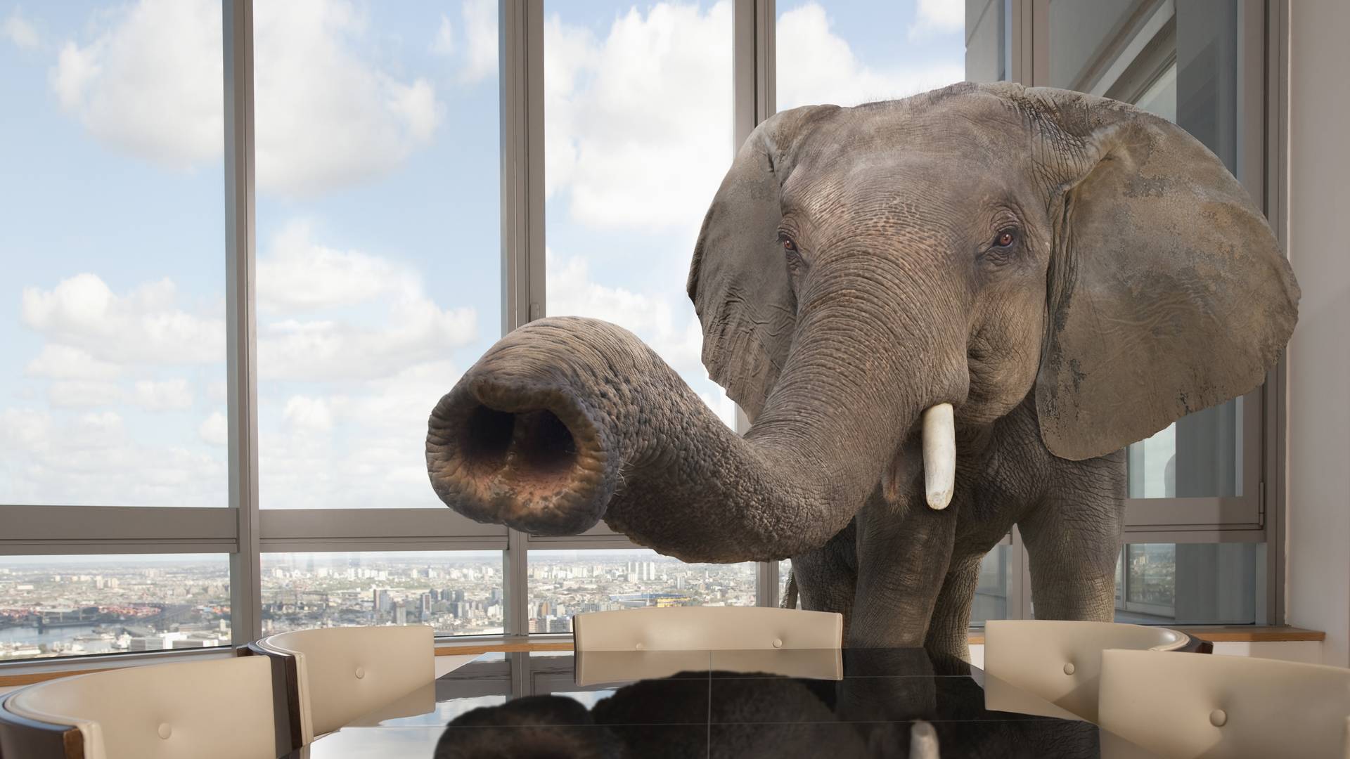 Huncut! Ez az elefánt alaposan rákattant a Playboy-modell melleire - Videó
