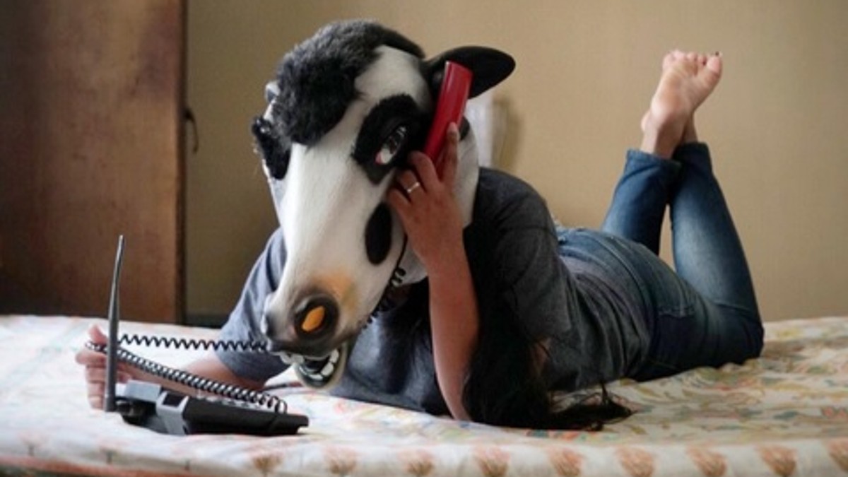 indija krave instagram sujatro ghosh