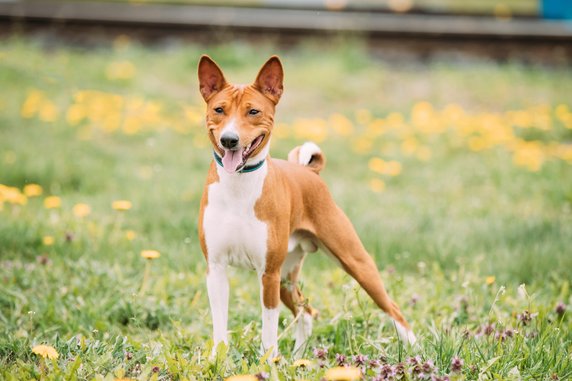 Drugie miejsce: basenji – potomek psów starożytnego Egiptu 