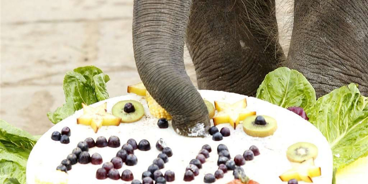 Słoń dostał tort na urodziny